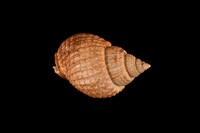 藏品(織紋螺)的圖片